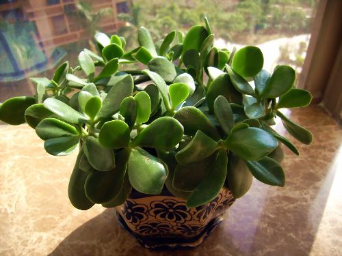 护宅驱邪的家居风水植物