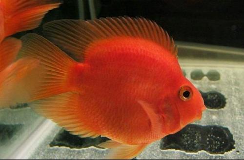 风水鱼种类有哪些